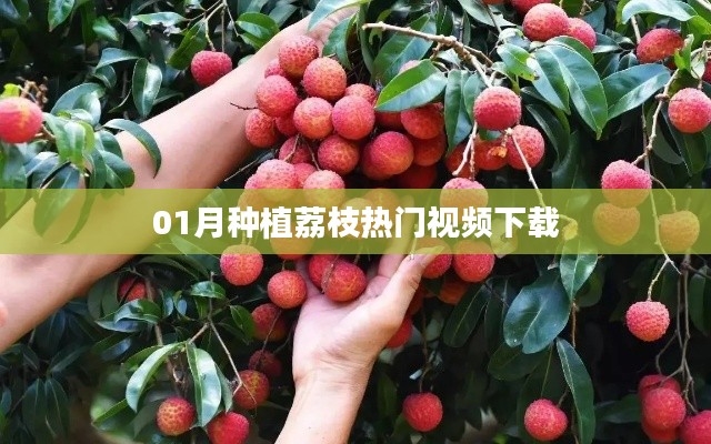 荔枝种植热门视频下载攻略(附教程)